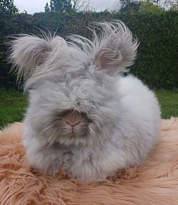 Florelle lynx , des Lapins de Baba