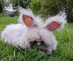 Pimky chinchilla bleue non agouti vienna ? des Lapins de Camille (en repousse de poils)