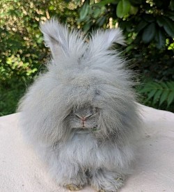 Alice, Feh Des Angoras de La Comté.