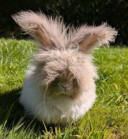 Livio, martre havane Des Peluches des Mille Étangs