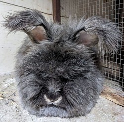 Saphir,Loutre noire des Angoras de la Comté (en mue)