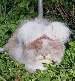 Orea, martre havane oreilles blanches, des Peluches des Mille Étangs