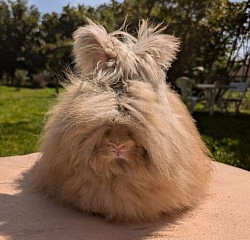 Florence, fauve havane des Peluches des mille Étangs