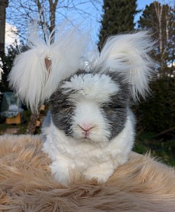 Shawn, garenne oreilles blanches Des Lapins de Baba (tondu)