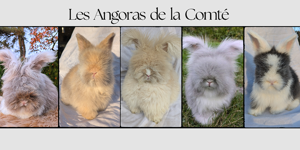Contrat d'adoption