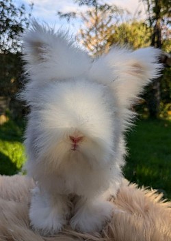 PASSION, Martre bleue agoutie OB Des Peluches des mille étangs