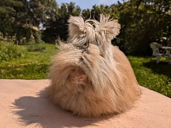 PALONIA fauve havane Des Peluches des Mille Étangs
