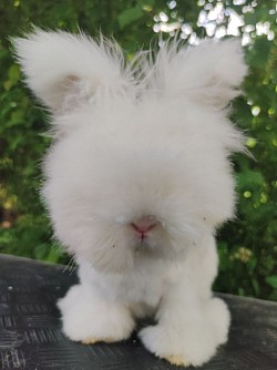 ASPHODÈLES, Blanche yeux bleus des Peluches des mille étangs