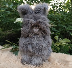 MIMOSA loutre noire des Angoras de la Comté (En croissance et tondue)